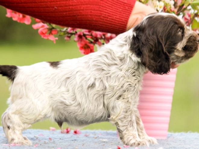 English Cocker Spaniel puppy for sale