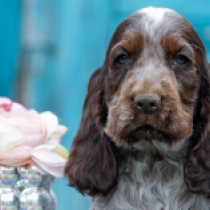 Charles, liver roan Cocker Spaniel Inglés en venta