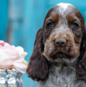 Perros Cocker Spaniel Inglés en venta