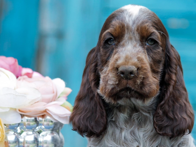 Englischer Cocker Spaniel Welpe kaufen