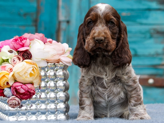 Englischer Cocker Spaniel Welpe kaufen