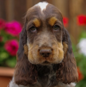 Englischer Cocker Spaniel Welpe kaufen