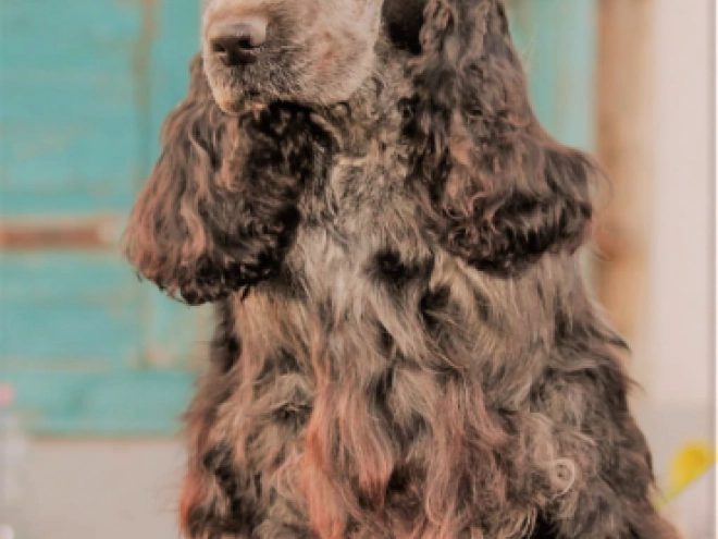 Englischer Cocker Spaniel Welpe zu verkaufen