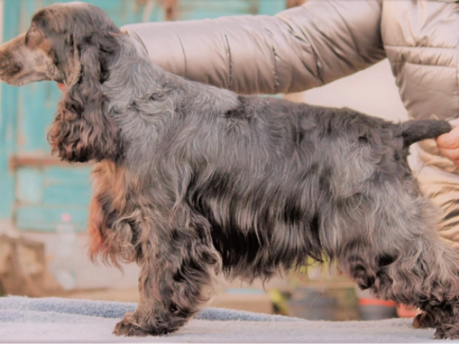 Englischer Cocker Spaniel Welpe zu verkaufen