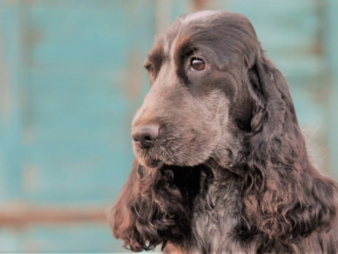Englischer Cocker Spaniel Welpe zu verkaufen
