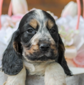 Perros Cocker Spaniel Inglés en venta