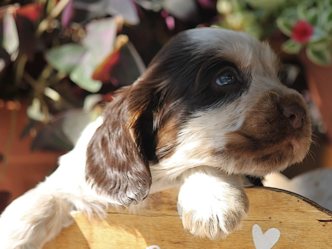 English Cocker Spaniel puppy for sale