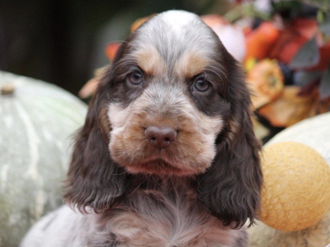 English Cocker Spaniel puppy for sale