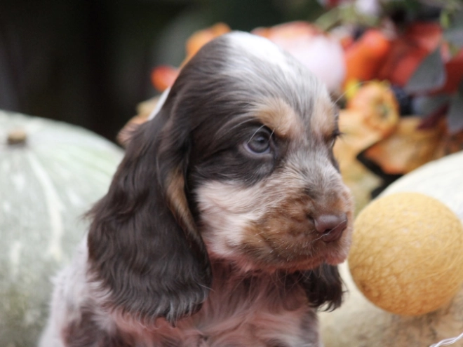 English Cocker Spaniel puppy for sale