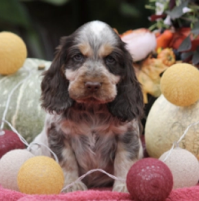 Perros Cocker Spaniel Inglés en venta