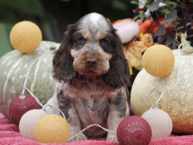 English Cocker Spaniel puppy for sale