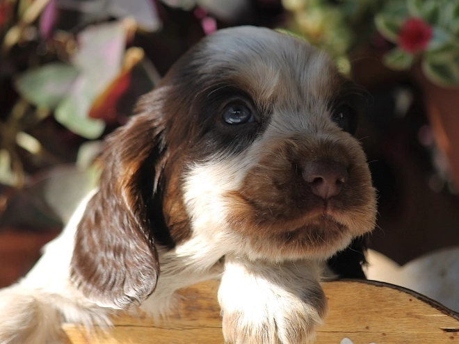 English Cocker Spaniel puppy for sale