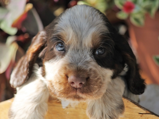 English Cocker Spaniel puppy for sale