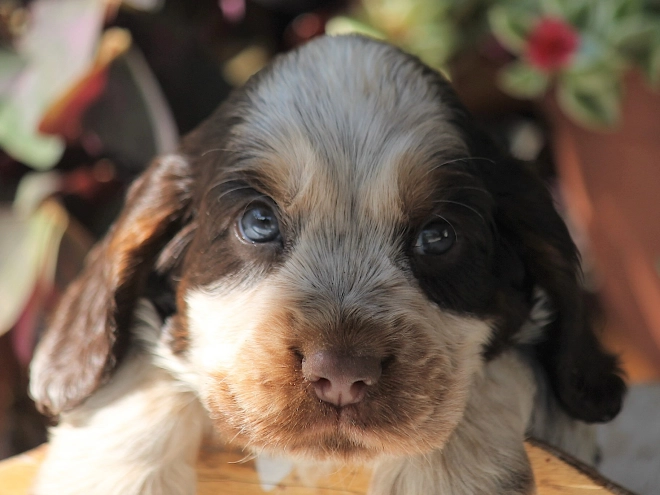 English Cocker Spaniel puppy for sale