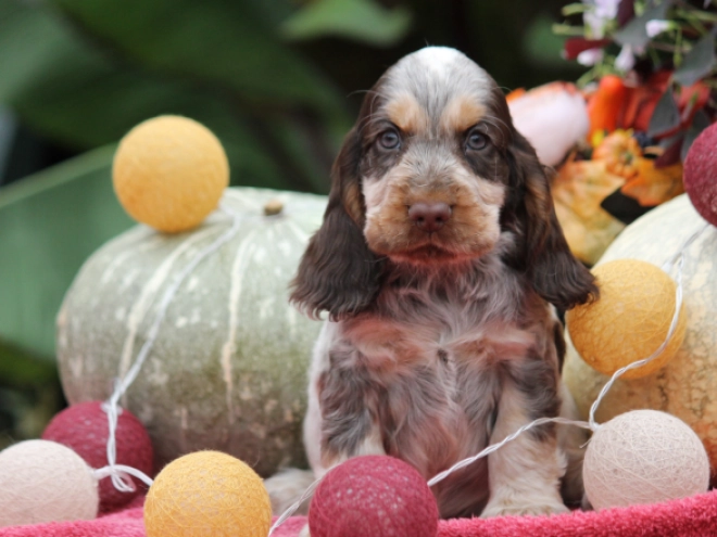 English Cocker Spaniel puppy for sale