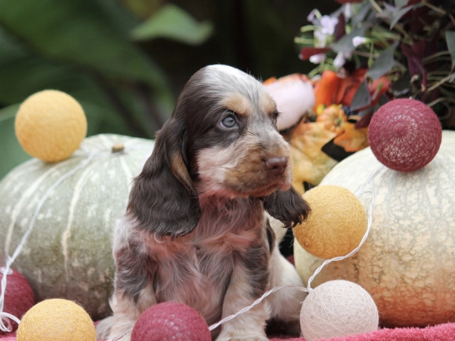 English Cocker Spaniel puppy for sale
