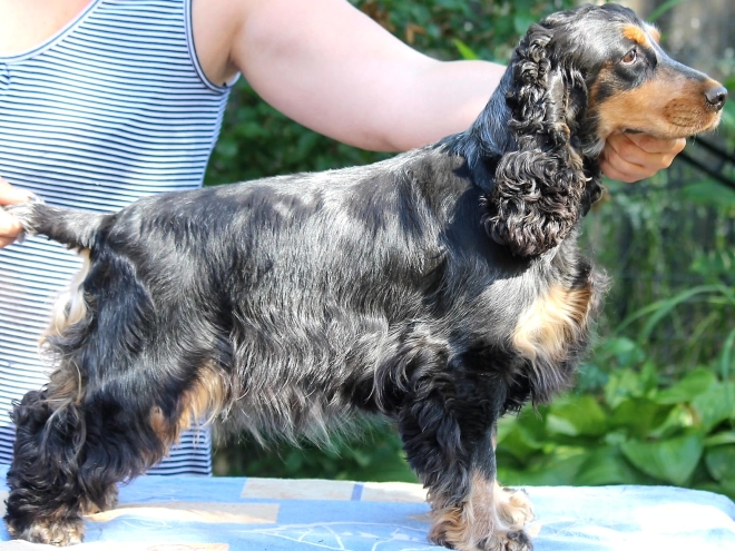 English Cocker Spaniel puppy for sale