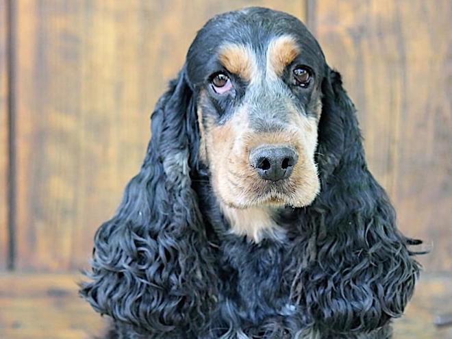 English Cocker Spaniel puppy for sale