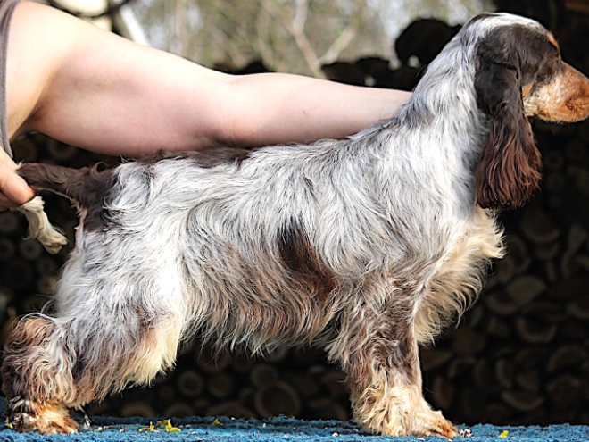 Perros Cocker Spaniel Inglés en venta