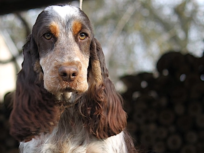 Perros Cocker Spaniel Inglés en venta