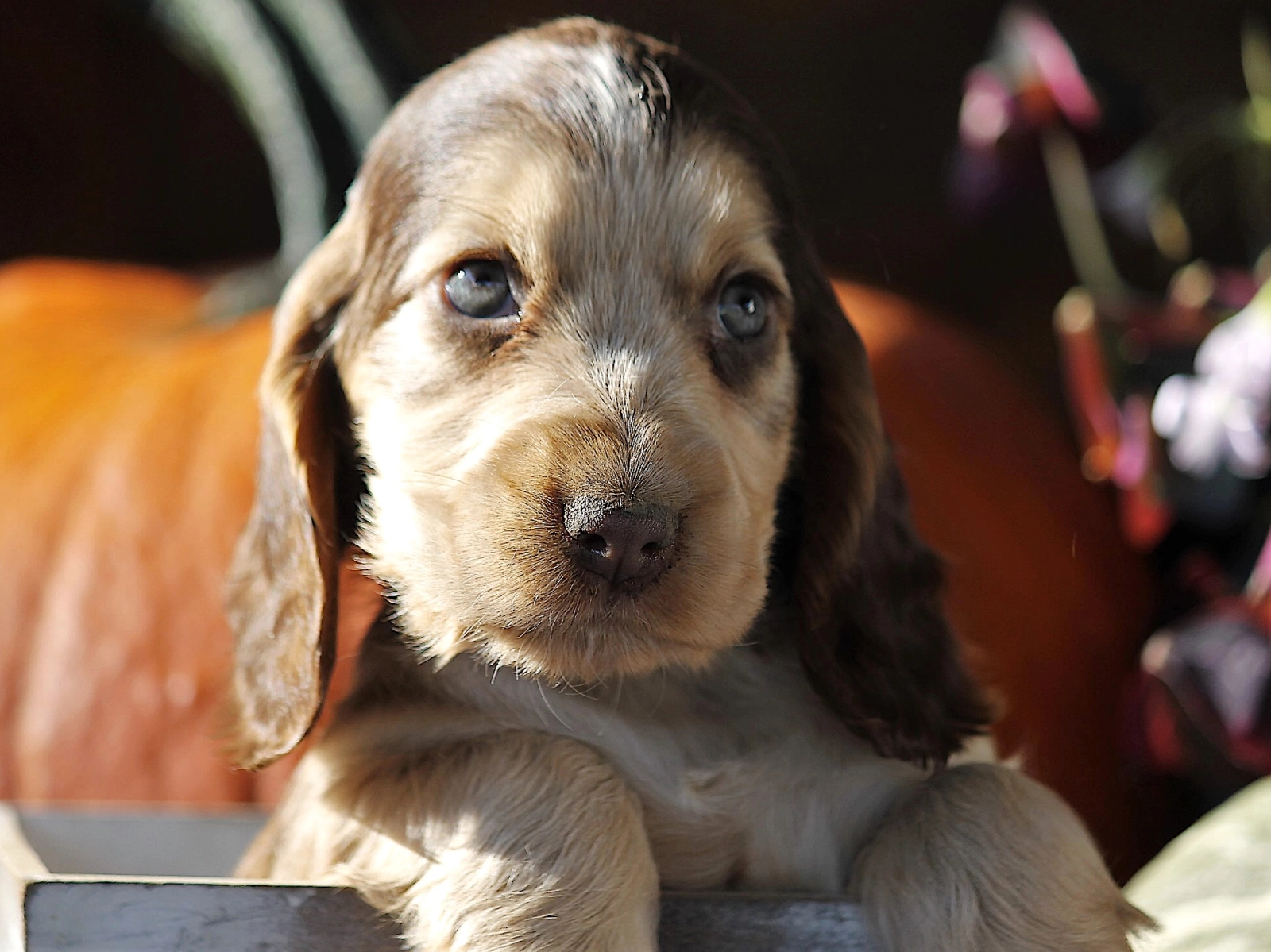 Cocker Spaniel Yorkie King Charles Yorkie Mix For Sale Yorkshire