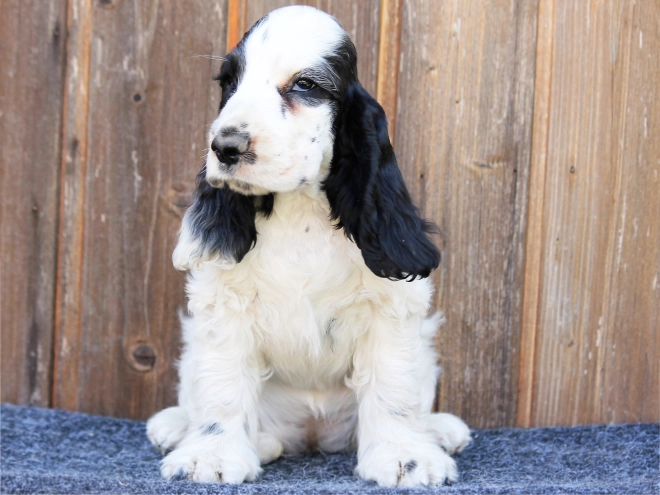 Perros Cocker Spaniel Inglés en venta