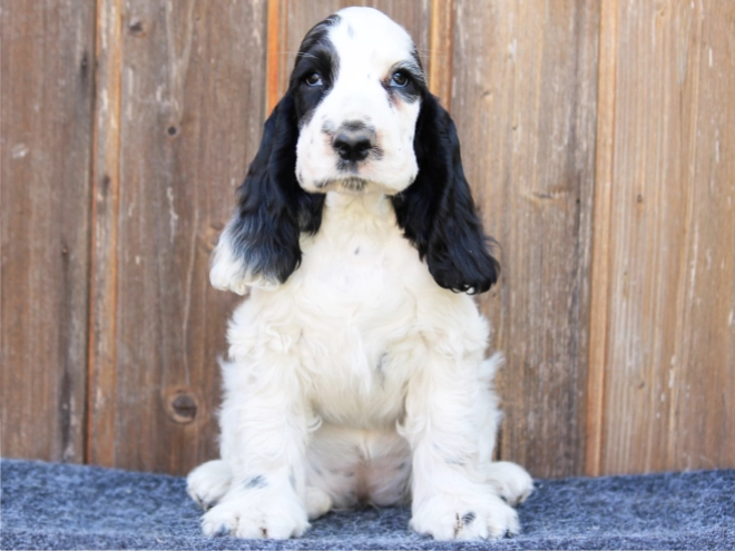 Perros Cocker Spaniel Inglés en venta