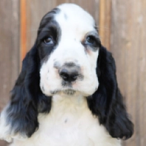 Jewel, black and white English Cocker Spaniel for sale
