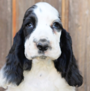 English Cocker Spaniel puppy for sale