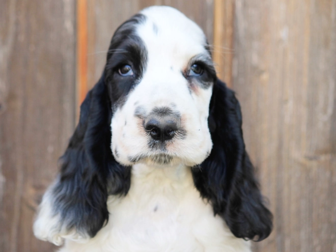 Perros Cocker Spaniel Inglés en venta