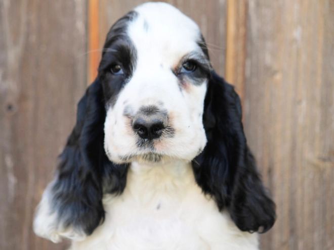 Perros Cocker Spaniel Inglés en venta