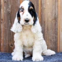 Hella, black and white and tan English Cocker Spaniel for sale