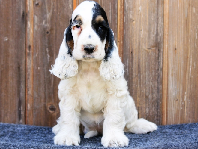 English Cocker Spaniel puppy for sale