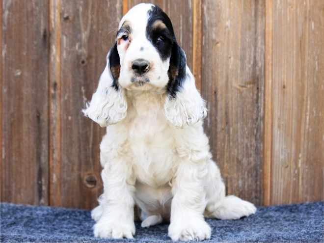 English Cocker Spaniel puppy for sale
