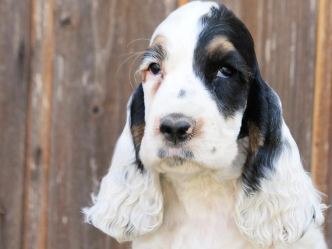 English Cocker Spaniel puppy for sale