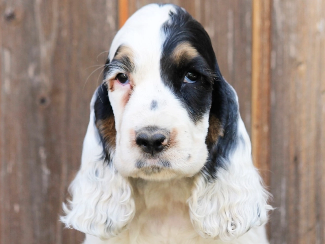 English Cocker Spaniel puppy for sale