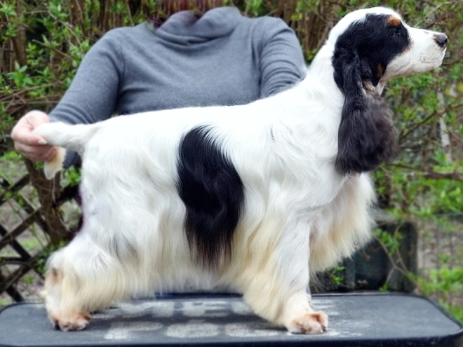 Perros Cocker Spaniel Inglés en venta