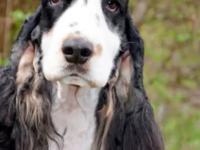 Perros Cocker Spaniel Inglés en venta