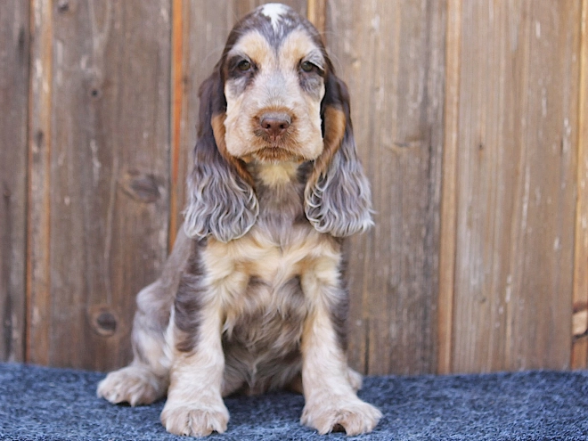 Perros Cocker Spaniel Inglés en venta