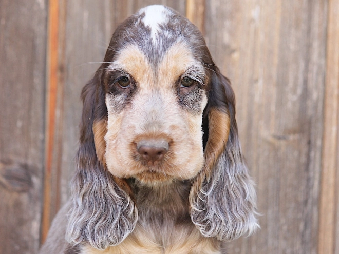 Perros Cocker Spaniel Inglés en venta
