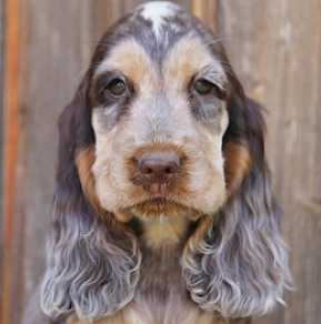 English Cocker Spaniel puppy for sale