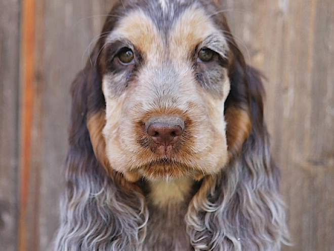 Perros Cocker Spaniel Inglés en venta