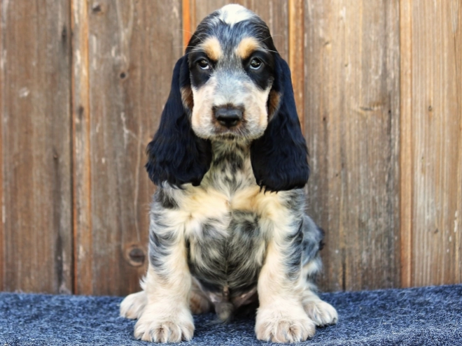 English Cocker Spaniel puppy for sale