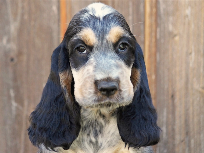 English Cocker Spaniel puppy for sale