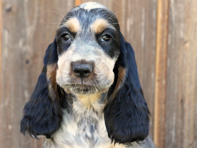 English Cocker Spaniel puppy for sale