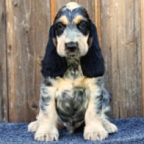 Charles, blue roan and tan English Cocker Spaniel for sale