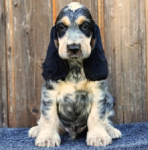 English Cocker Spaniel puppy for sale