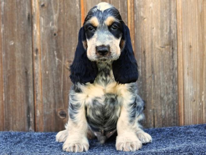 English Cocker Spaniel puppy for sale