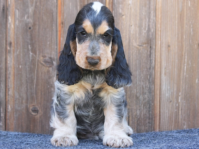 Perros Cocker Spaniel Inglés en venta