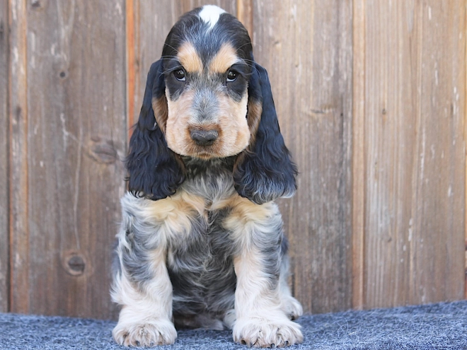 Perros Cocker Spaniel Inglés en venta